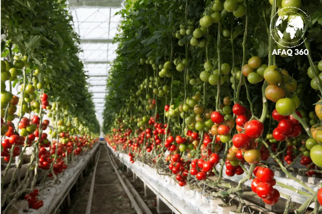 الزراعة في البيوت الحرارية والامن الغذائي